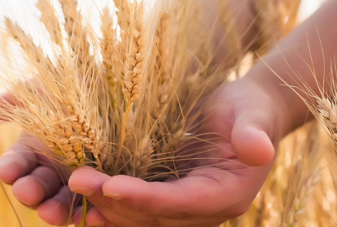 Toros Tarım shakes hands with Medyasoft to offer new user experience to farmers